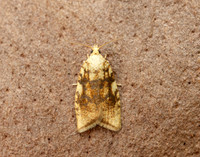 49.063 BF1035 Acleris bergmanniana