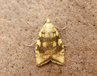 49.063 BF1035 Acleris bergmanniana