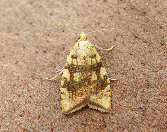 49.063 BF1035 Acleris bergmanniana