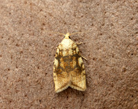49.063 BF1035 Acleris bergmanniana