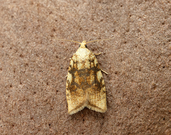 49.063 BF1035 Acleris bergmanniana