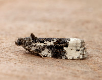 49.149 BF1092 Apotomis turbidana