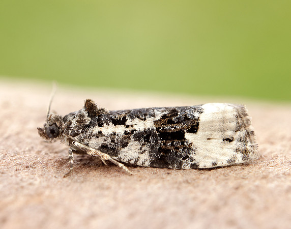 49.149 BF1092 Apotomis turbidana