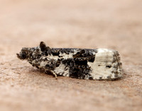 49.149 BF1092 Apotomis turbidana