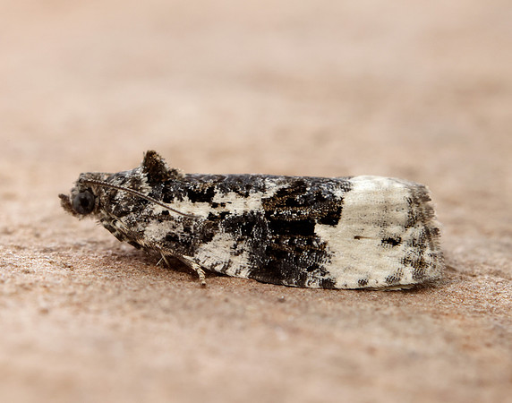49.149 BF1092 Apotomis turbidana