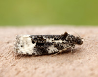 49.149 BF1092 Apotomis turbidana