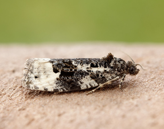 49.149 BF1092 Apotomis turbidana
