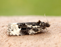 49.149 BF1092 Apotomis turbidana
