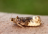 49.156 BF1083 Marbled Orchard Tortrix Hedya nubiferana