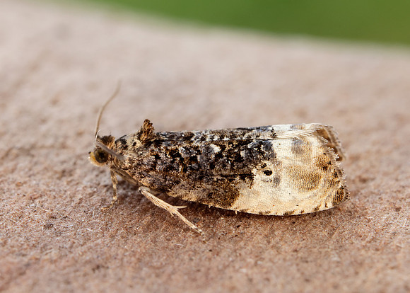 49.156 BF1083 Marbled Orchard Tortrix Hedya nubiferana