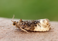 49.156 BF1083 Marbled Orchard Tortrix Hedya nubiferana