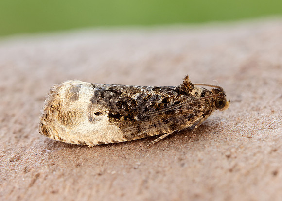 49.156 BF1083 Marbled Orchard Tortrix Hedya nubiferana