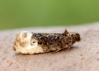 49.156 BF1083 Marbled Orchard Tortrix Hedya nubiferana