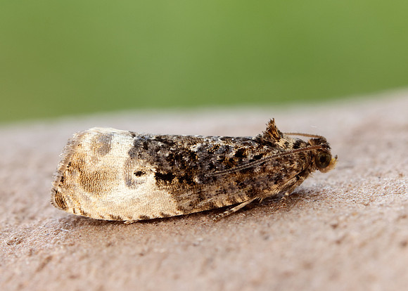 49.156 BF1083 Marbled Orchard Tortrix Hedya nubiferana