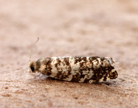 49.252 BF1142 Epinotia tedella