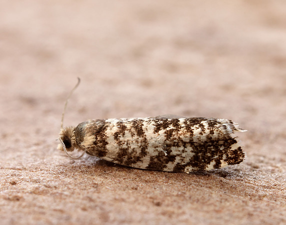 49.252 BF1142 Epinotia tedella