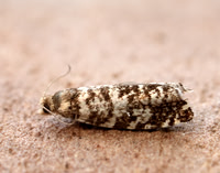 49.252 BF1142 Epinotia tedella