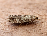 49.252 BF1142 Epinotia tedella