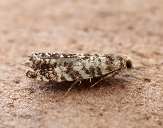 49.252 BF1142 Epinotia tedella