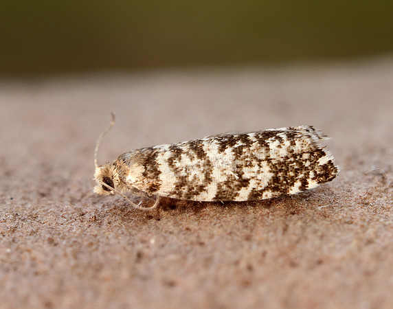 49.252 BF1142 Epinotia tedella