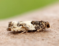 49.279 BF1169 Gypsonoma dealbana