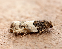 49.279 BF1169 Gypsonoma dealbana