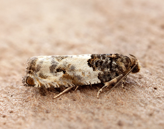 49.279 BF1169 Gypsonoma dealbana
