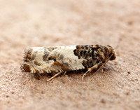 49.279 BF1169 Gypsonoma dealbana