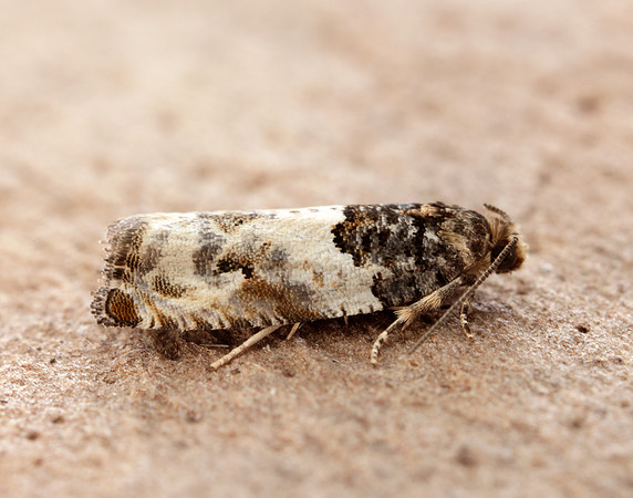 49.279 BF1169 Gypsonoma dealbana