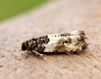 49.279 BF1169 Gypsonoma dealbana