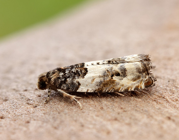 49.279 BF1169 Gypsonoma dealbana