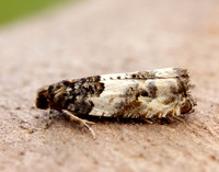 49.279 BF1169 Gypsonoma dealbana