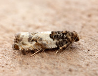 49.279 BF1169 Gypsonoma dealbana