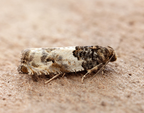 49.279 BF1169 Gypsonoma dealbana