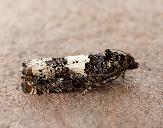 49.285 BF1184 Epiblema scutulana