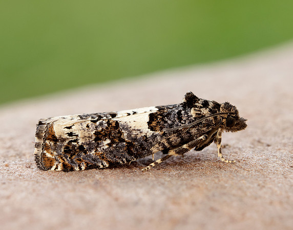 49.285 BF1184 Epiblema scutulana