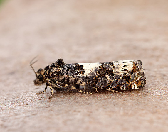 49.285 BF1184 Epiblema scutulana