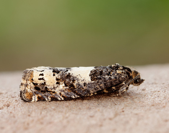 49.285 BF1184 Epiblema scutulana