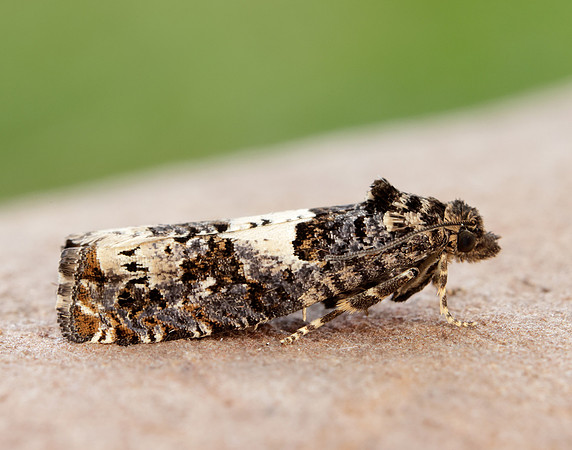 49.285 BF1184 Epiblema scutulana