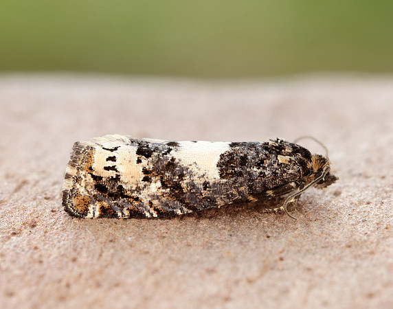 49.285 BF1184 Epiblema scutulana