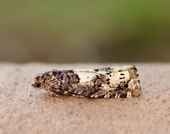 49.285 BF1184 Epiblema scutulana