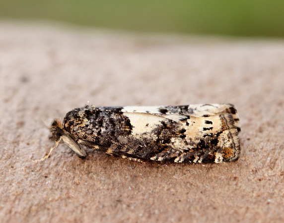 49.285 BF1184 Epiblema scutulana