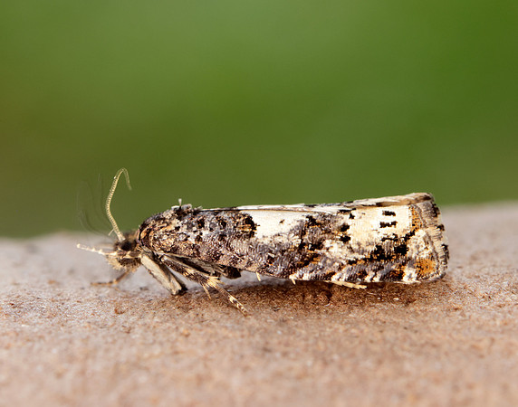 49.285 BF1184 Epiblema scutulana