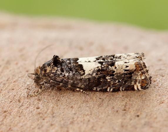 49.285 BF1184 Epiblema scutulana