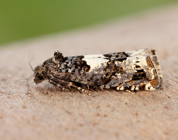 49.285 BF1184 Epiblema scutulana