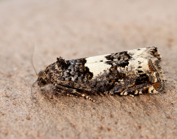 49.285 BF1184 Epiblema scutulana