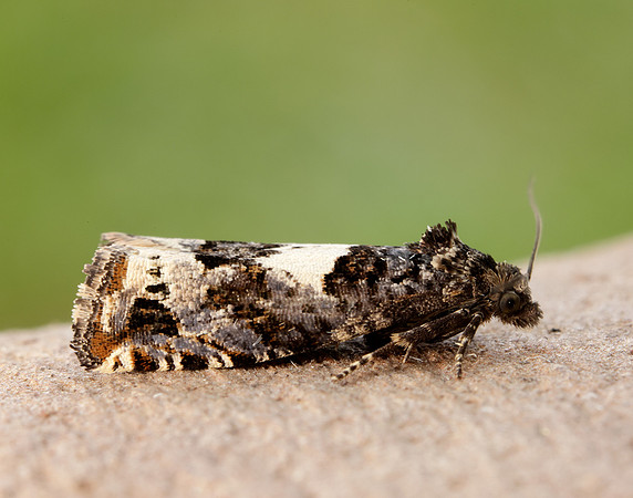 49.285 BF1184 Epiblema scutulana