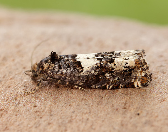49.285 BF1184 Epiblema scutulana