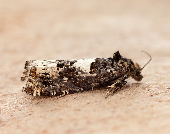 49.285 BF1184 Epiblema scutulana