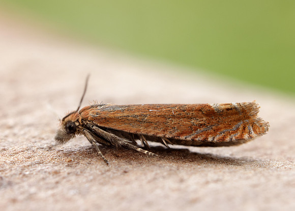 49.345 BF1219 Lathronympha strigana